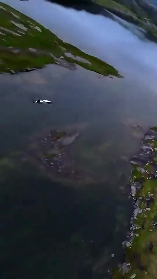 FPV proximity dive over terrain — YouTube Short poster